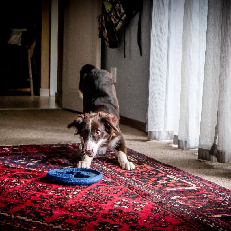 Area Rug Cleaning Service